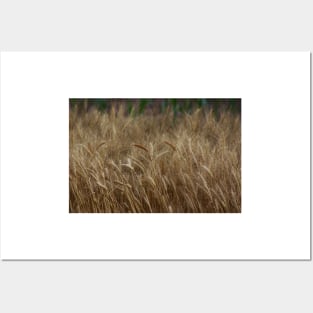 Country Kansas Wheat Field Posters and Art